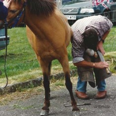 Farrier shoeing a horse.