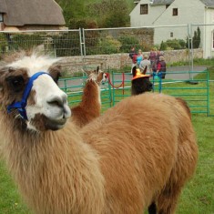 Alpacas from Chris Moor's farm.