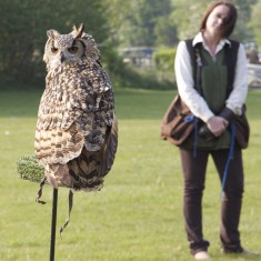Owl at Country Fair 2011