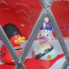 Queen & Prince ducks