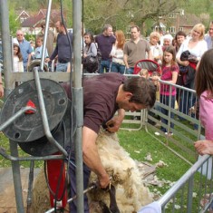 Shearing sheep, overseen by local farmer, the late Wilson Atkinson.