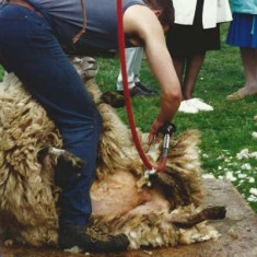 Sheep shearing at one of the earliest Country Fairs. 