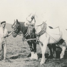 Alfred Charles Jack Whitear with plough horses