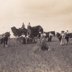 Gentry joining the harvesting - Edwardian scene.