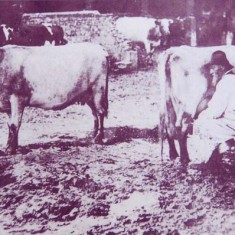 Milking cows 