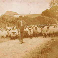 John Cook, shepherd to Henry Berry, probably c 1900, on road to South Farm.