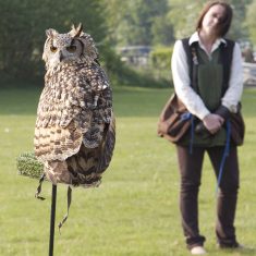 Owl at Country Fair 2012
