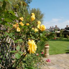 Rendle_roses Hazel's roses